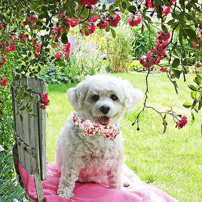 Elegant little tail Dog Collar - Image 6