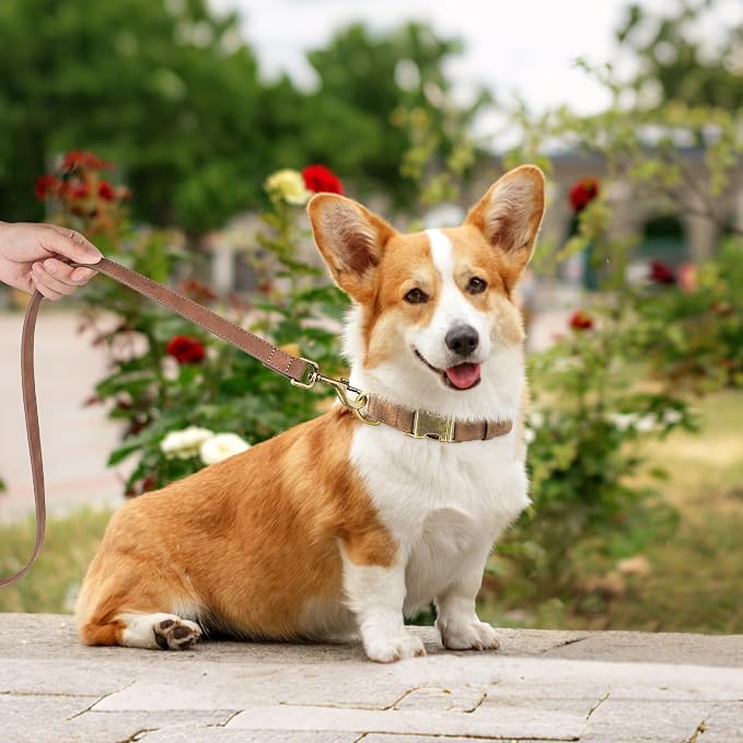 Didog Soft PU Leather Dog Collar, Stylish Quick Released Dog Collars - Image 3
