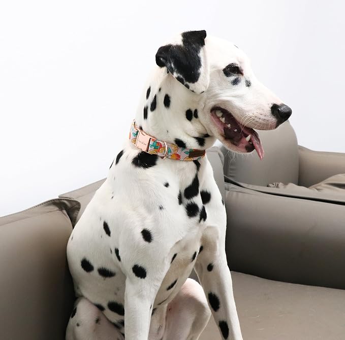 Unique style paws Dog Collar Metal Buckle Orange Collar Gift Durable Cute Collar - Image 5