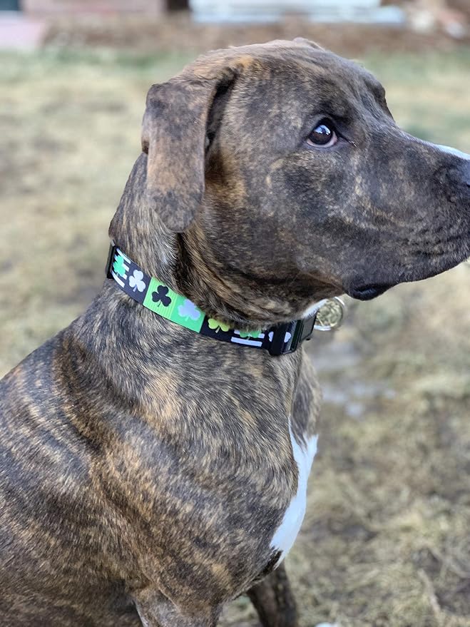 Native Pup St Patricks Dog Collar- Saint Patrick Green Shamrock Pet Collars- - Image 7