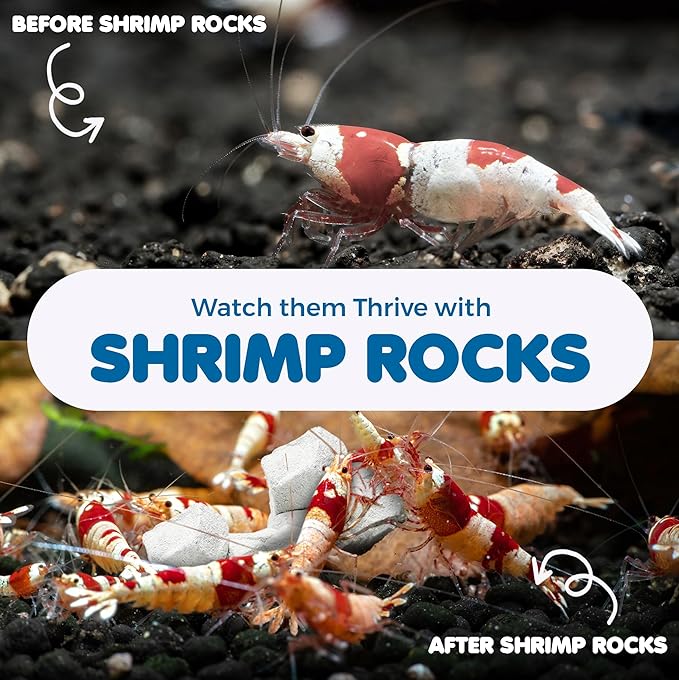SunGrow Shrimp Rocks for Aquarium, 4-oz. Calcium Stones for Freshwater Aquarium - Image 4