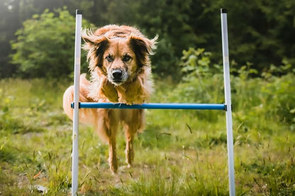 Better Sporting Dogs Complete Starter Agility Set - Image 7