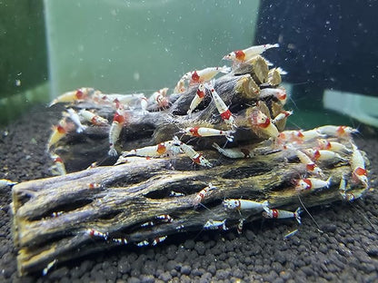 Natural Cholla Wood for Aquarium Decoration Shrimp and Fish Tank) - Image 3