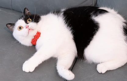 Collar for Cat Pet Breakaway - Image 3