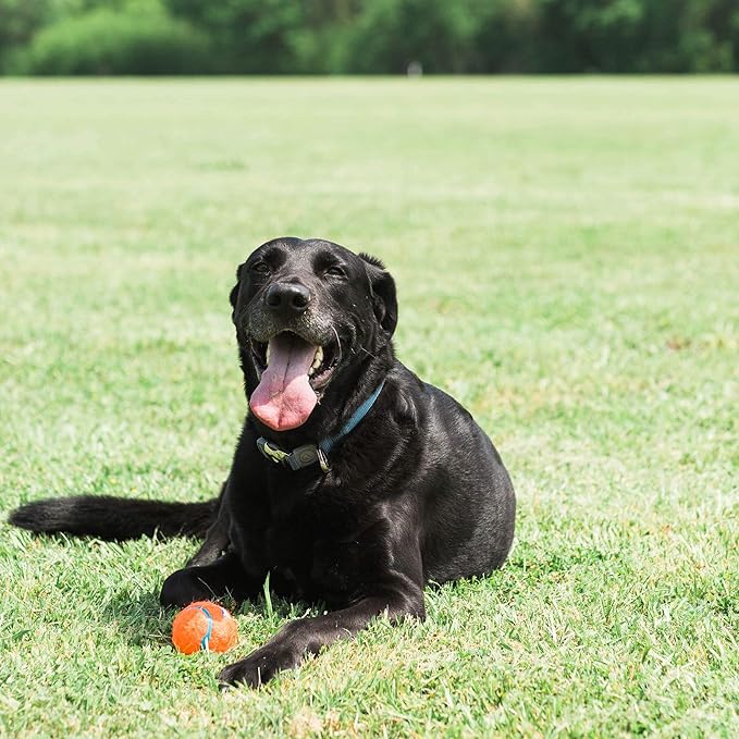 Chuckit! Dog Tennis Ball Dog Toy, Small - Image 2