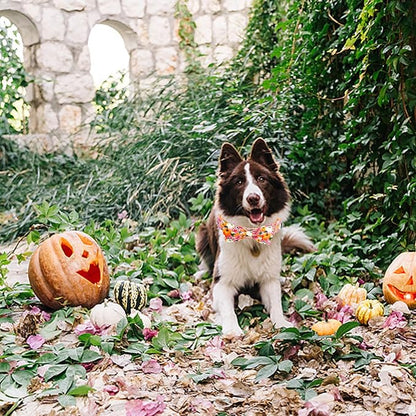 Fall Dog Collar - Image 6