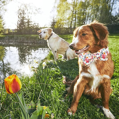 Lionheart glory Dog Collar Bow Collar Floral Dog Collar - Image 4