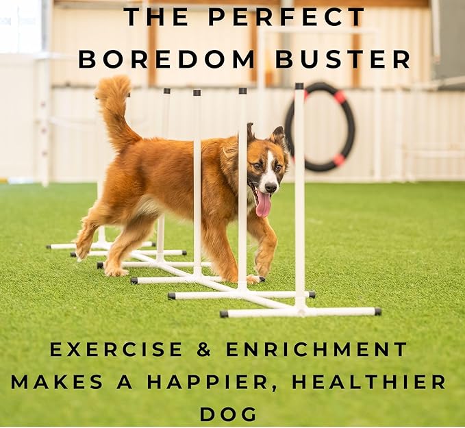 Better Sporting Dogs Complete Starter Agility Set - Image 8