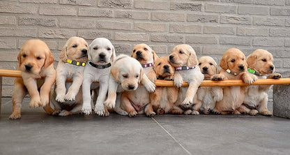 16 PCS Puppy Collars, Safety Buckle Collars - Image 7