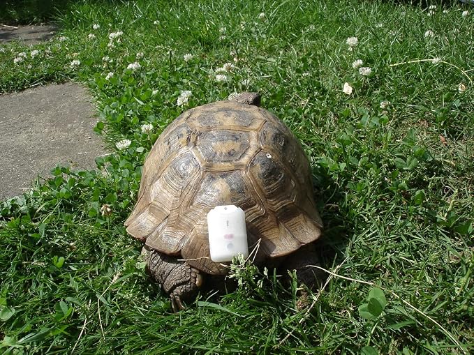 Cat Tracker RF Finder Longest Range up to 1600 ft lightest pet Safety Tracking - Image 10