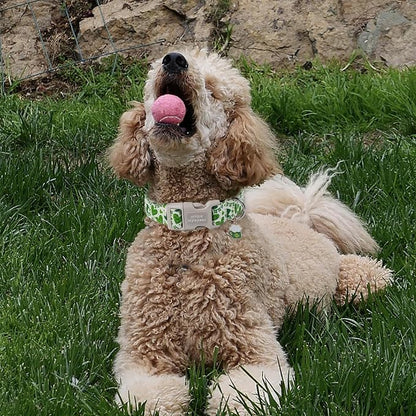 Unique style paws St. Patrick's Day Dog Collar Plastic Buckle Collar - Image 4