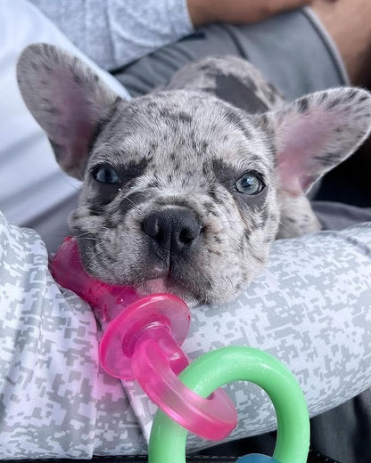 Nylabone Puppy Pacifier Chew Toy, Teething Toys - Image 2