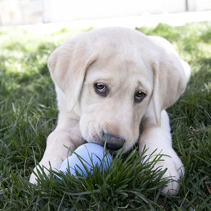 KONG - Puppy Toy - Natural Teething Rubber - Fun to Chew, Chase and Fetch - Image 3