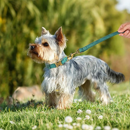 Didog Soft PU Leather Dog Collar, Stylish Quick Released Dog Collars - Image 3