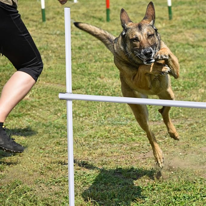 Shappy 4 Pieces Dog Agility Equipment - Image 5