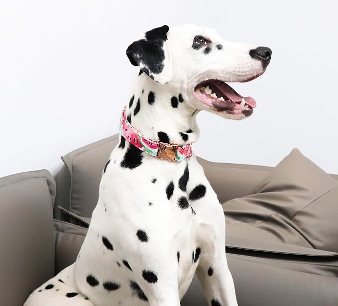 Unique Style Paws Dog Collar Metal Buckle Watermelon Cute Collar - Image 5
