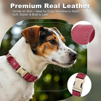 Plutus Pet Genuine Leather Dog Collar – Adjustable Pet Collar - Image 3