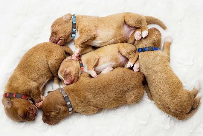16 PCS Puppy Collars for Small Puppies, Safety Buckle Puppy Collars for Litter - Image 6