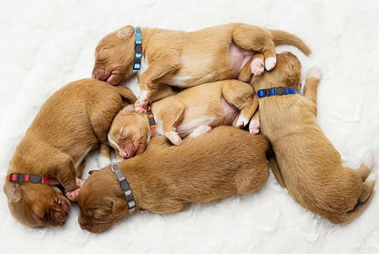 16 PCS Puppy Collars for Small Puppies, Safety Buckle Puppy Collars for Litter - Image 6