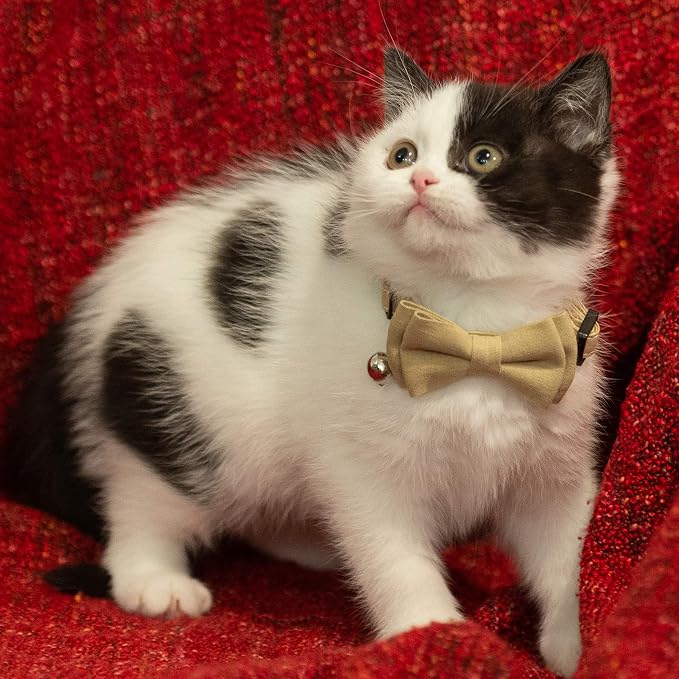 Collar for Cat Pet Breakaway - Image 5