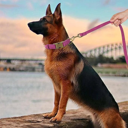 Didog Soft PU Leather Dog Collar, Stylish Quick Released Dog Collars - Image 3