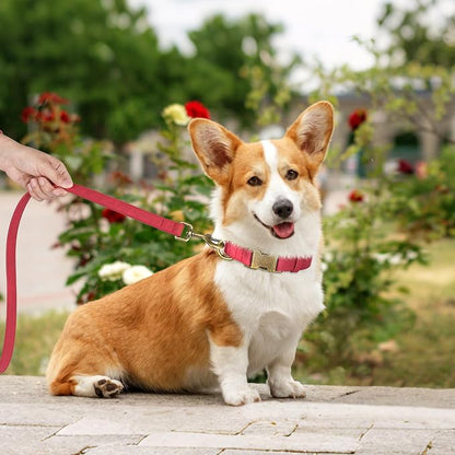 Didog Soft PU Leather Dog Collar, Stylish Quick Released Dog Collars - Image 3
