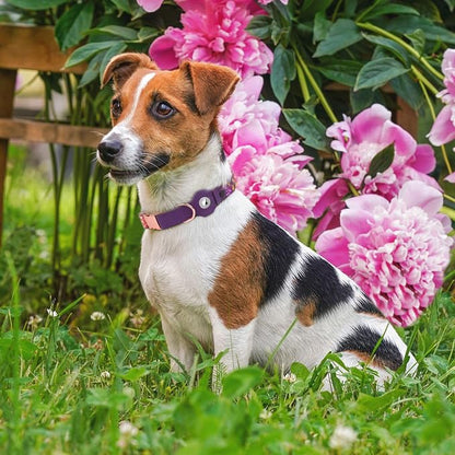 AirTag Dog Collar for Small Medium Large Breed - Image 7
