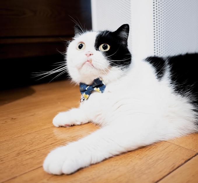 Collar for Cat Pet Breakaway - Image 5