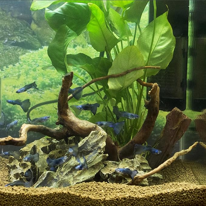 majoywoo Natural Small Driftwood - Image 6