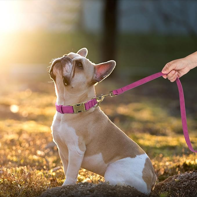 Didog Soft PU Leather Dog Collar, Stylish Quick Released Dog Collars - Image 3