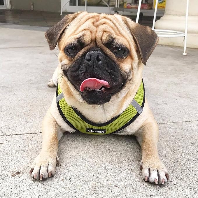 Best Pet Supplies Voyager Step-in Air Harness - Image 7