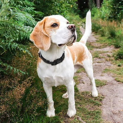 Hikiko Martingale Collar for Dogs Reflective Nylon Dog Collar - Image 3