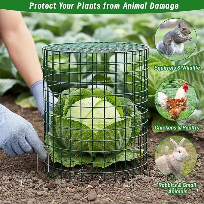 Convivium Plant Protectors from Animals 6 Packs, 13 x 12 in Metal Chicken Wire - Image 7
