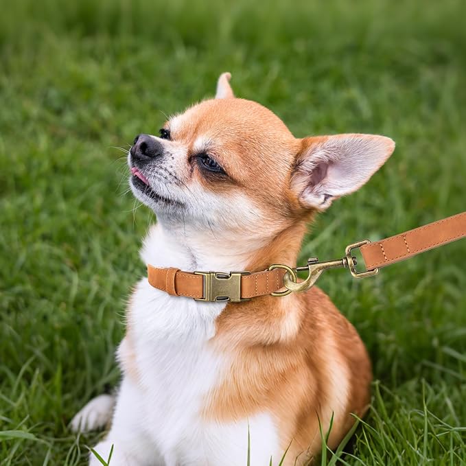 Didog Soft PU Leather Dog Collar, Stylish Quick Released Dog Collars - Image 3
