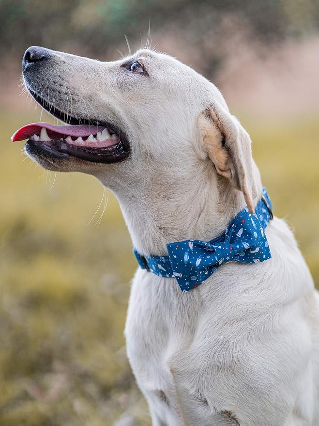 Elegant little tail Dog Collar - Image 4