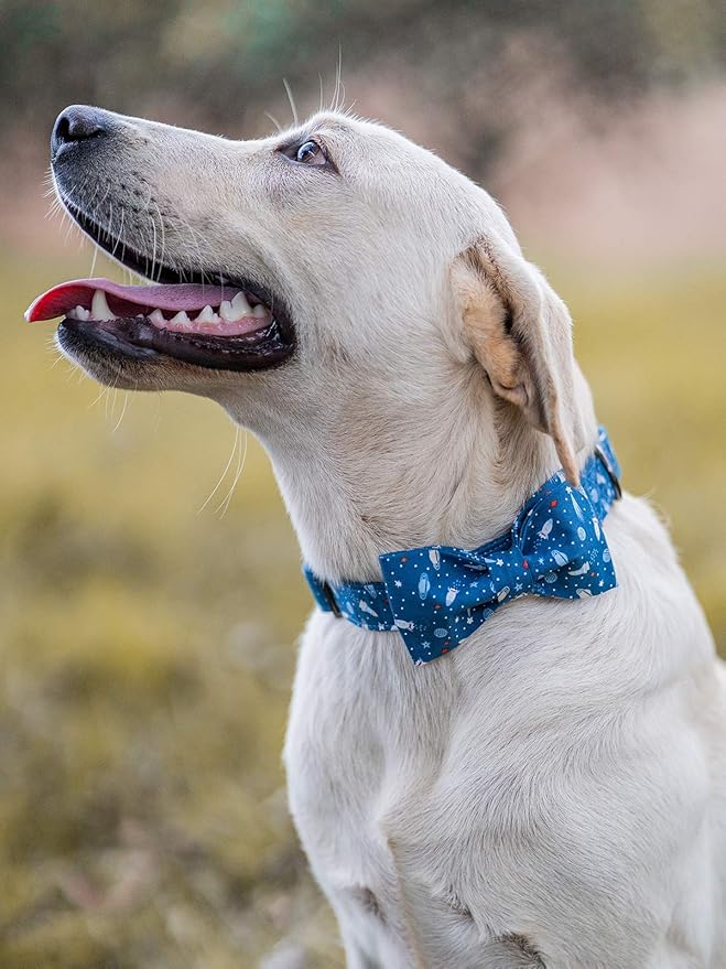Elegant little tail Dog Collar - Image 4