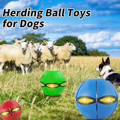 3PCS Dog Flying Disc Toy - Image 2