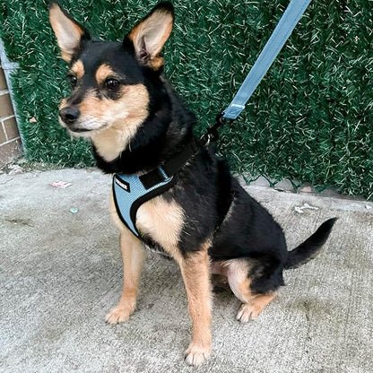 Voyager Step-in Pet Harness - Image 8
