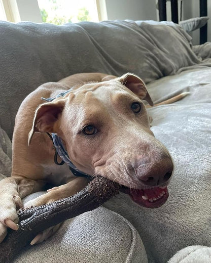 Nylabone Real Wood Stick Toy Strong Chew Toy - Image 5