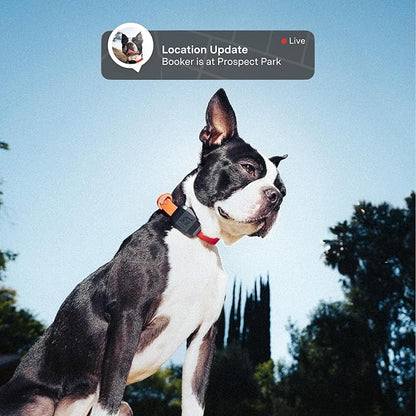 Fi Mini GPS Tracker for Dogs — 6-Month Membership Included — Smart Pet Tracking - Image 2