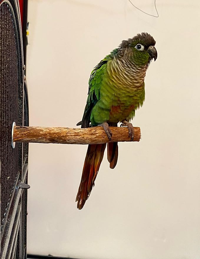 Polly's Hardwood Bird Perch - Image 2
