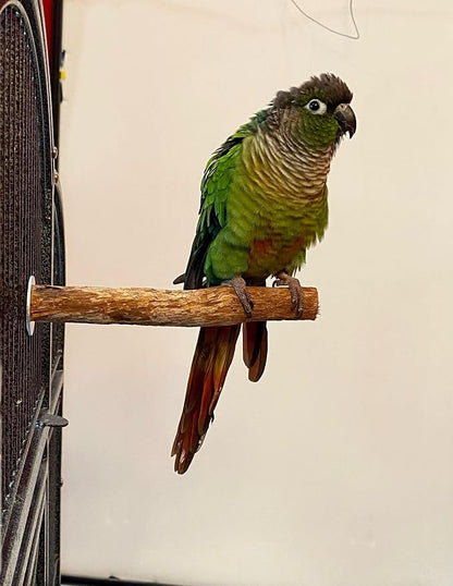 Polly's Hardwood Bird Perch - Image 2