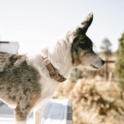 Carhartt Nylon Duck Dog Collar, Fully Adjustable Durable 2-Ply Cordura Nylon - Image 4