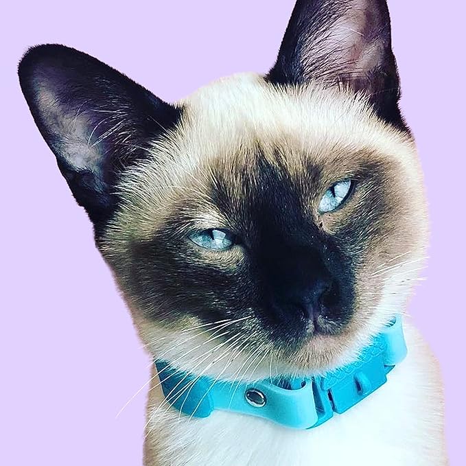 Kittyrama Aqua Kitten Collar - Image 4
