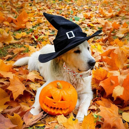 Fall Dog Collar – Halloween & Thanksgiving Dog Collars - Image 7