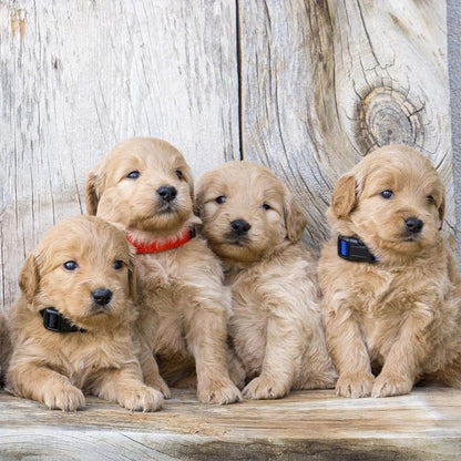 Okuna Outpost Puppy Collars - Image 4