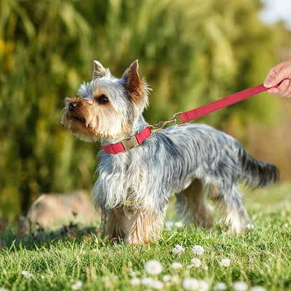 Didog Soft PU Leather Dog Collar, Stylish Quick Released Dog Collars - Image 3