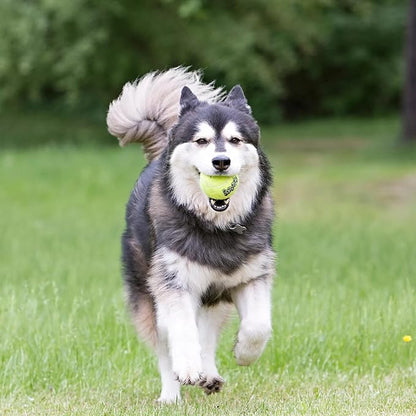 KONG Air Dog SqueakAir Dog Toy Tennis Balls - Image 6