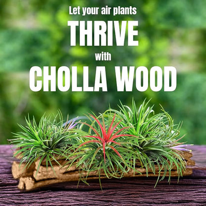 SunGrow Cholla Wood, 6” Climbing Logs, Chew Toy, Aquarium Fish, and Shrimp - Image 9