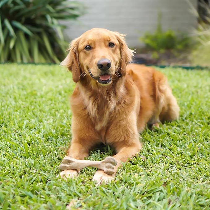 Nylabone Healthy Edibles WILD Natural Longer-Lasting Chew Treats, Venison Flavor - Image 2